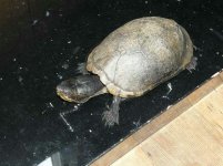 El Toro the Turtle.JPG