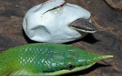 rhino-snake2.jpg