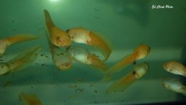 ! Moon, Albino tads ) 026_edited-1.jpg