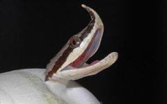 rhino-snake.jpg