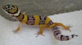 hiyellow.JPG