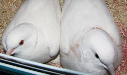 pair.JPG