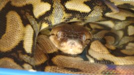 pics of kids dogs and reptiles 056.jpg