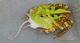 1 A Cornutas Feeding 015_edited-1.jpg