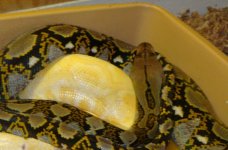 pics of kids dogs and reptiles 071.jpg
