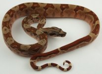 08_blsh1_2m-med.jpg