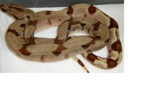 smhypo4.JPG