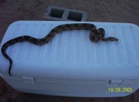my new boa1.jpg