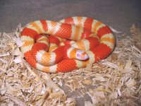 albino(Beard line).JPG