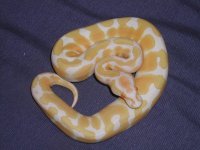 albino.jpg