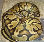 Ovolution Pastel x lesser.JPG