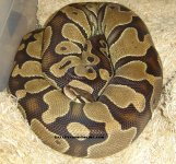 ovulation nice normal x pinstripe.JPG