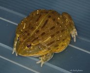 ! 5-9 Croc. 010_edited-1.jpg