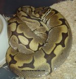 ovulation spider x lesser.JPG