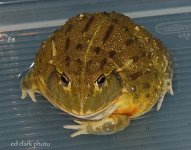 ! 5-9 Croc. 025_edited-1.jpg