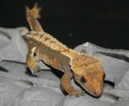 IMG_3318.jpg