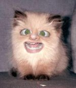 scarykitten1-1.jpg