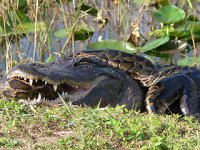 alligator_python.jpg