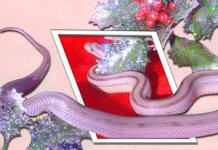 anerystripe_xmas_low.jpg
