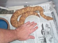 Viper boa hypo.jpg