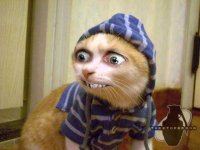 scarykitten2.jpg