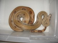sabogae patternless 2.JPG