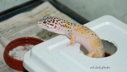 ! 5-13 baby crestie. 025_edited-1.jpg