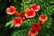 1A yard flower 028_edited-1.jpg