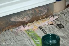 ! 5-13 baby crestie. 054_edited-1.jpg