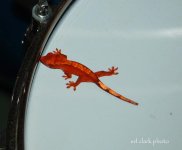 ! 5-13 baby crestie xx. 003_edited-1.jpg
