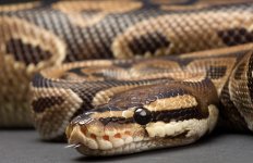 alg_snake.jpg
