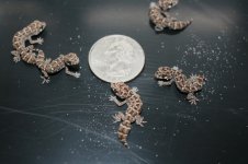 viper-hatchlings.jpg