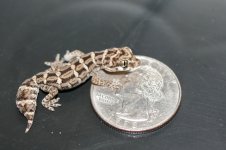 2mo-viper.jpg