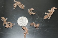 all-vipers.jpg