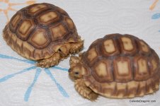 sulcata.jpg