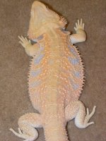 Shampayne II Hypo Citrus Tiger Het Trans Draggintails.jpg