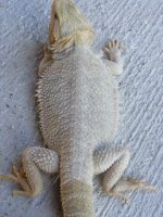Snow Queen Leucistic Trans Draggintails.jpg Snow Queen Leucistic Trans Draggintails.jpg