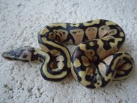 aug. 2011 078.jpg