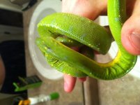 snake fold 1.jpg