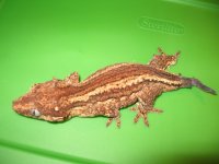 Gargoyle Adults 002.jpg