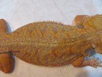 IMG_3493.jpg