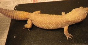 Patternless.jpg
