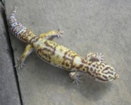 Bell Albino.jpg