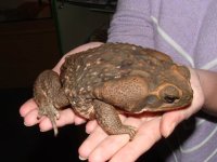canetoad.jpg