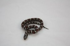 McDowell female pic 1.jpg