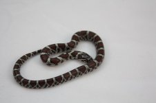 McDowell female pic 2.jpg