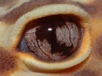 eyeD1.jpg