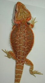 redbath2.jpg