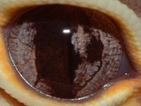 eyeD2.jpg
