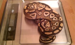 CalvinScale2.jpg